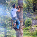 Abattage arbre et élagage Lévis - Arboritek M.A Inc. à Québec