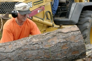 Abattage d'arbre | Essouchement de la capitale