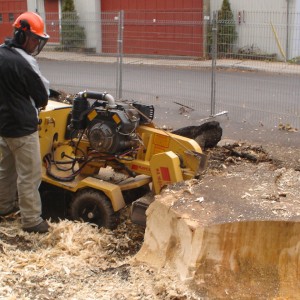 Enlèvement de souche d'arbre ville de Québec - Arboritek M.A. Inc à Québec