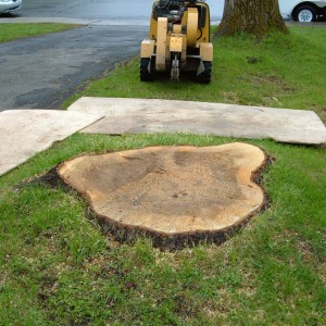 Essouchement et abattage d'arbre ville deSte-Foy - Arboritek M.A. Inc à Québec