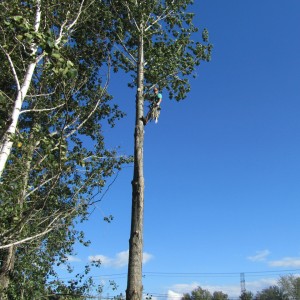 Émondage d'arbre et branches à Charlesbourg (Émondage à Québec) - Arboritek M.A. Inc à Québec
