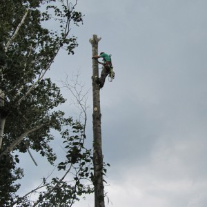 Émondage d'arbre à Lévis - Arboritek M.A. Inc à Québec