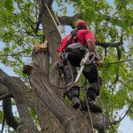 Émondage à Lévis (Émondage à Québec) - Arboritek M.A. Inc à Québec