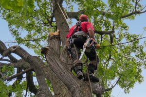 Émondage à Lévis (Émondage à Québec) - Arboritek M.A. Inc à Québec
