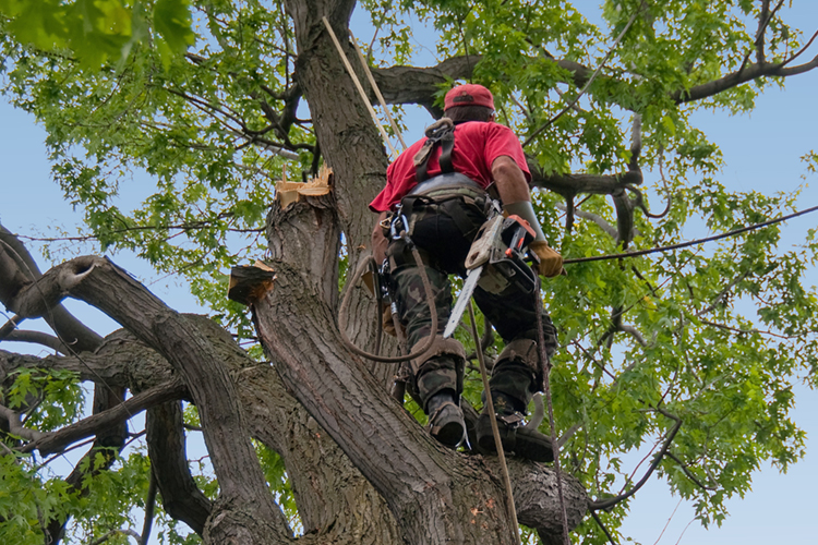 Émondage à Lévis (Émondage à Québec) Émondeur dans la région de Québec - Arboritek M.A. Inc à Québec