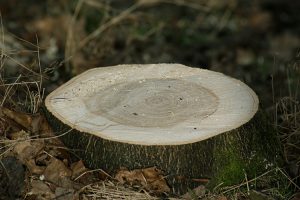 Essouchement et abattage d'arbre ville de Québec | Émondage Québec