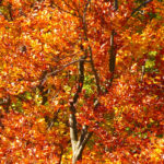 Abattage d'arbres dans la région de Lévis (Émondeur Québec) - Arboritek M.A. Inc à Québec