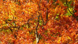 Abattage d'arbres dans la région de Lévis (Émondeur Québec) - Arboritek M.A. Inc à Québec