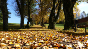 Élagage d'arbres dans la région de quebec (Émondage Québec) -Arboritek M.A. Inc à Québec