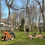 Service d'abattage d'arbre au cap-rouge au Québec - Arboritek M.A inc
