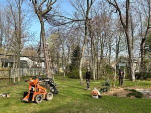 Service d'abattage d'arbre au cap-rouge au Québec - Arboritek M.A inc