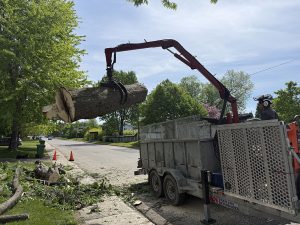 Service d'abattage d'arbre dans la ville de Lebourgneuf au Québec - Arboritek M.A inc