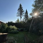 Service d'abattage d'arbre dans la ville de Sillery au Québec - Arboritek M.A inc