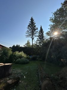 Service d'abattage d'arbre dans la ville de Sillery au Québec - Arboritek M.A inc