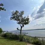 Service d'émondage d'arbre dans la ville de Mont-calm au Québec - Arboritek M.A inc